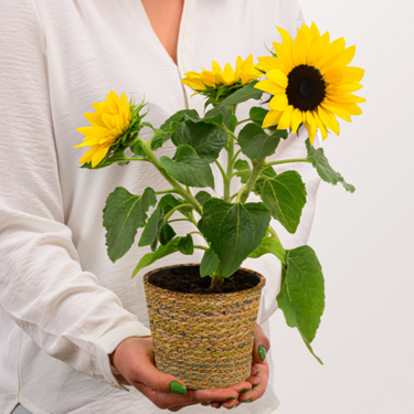 Sonnenblume SunSation im Rattan-Korb