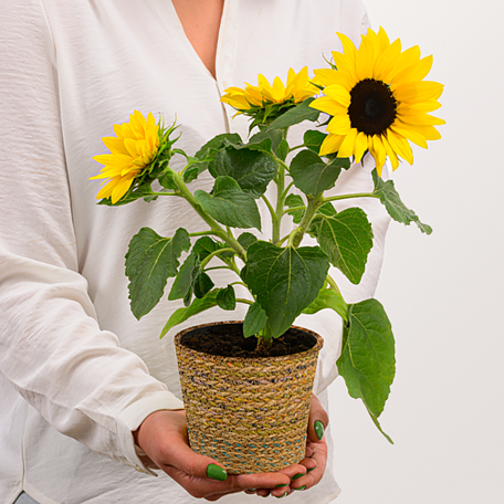 Sunflower „SunSation“ in a basket