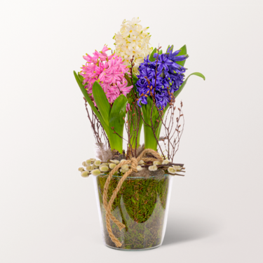 Beautiful Hyacinths in a Jar