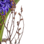 Beautiful Hyacinths in a Jar