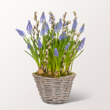 Grape Hyacinths in a Basket