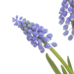 Grape Hyacinths in a Basket