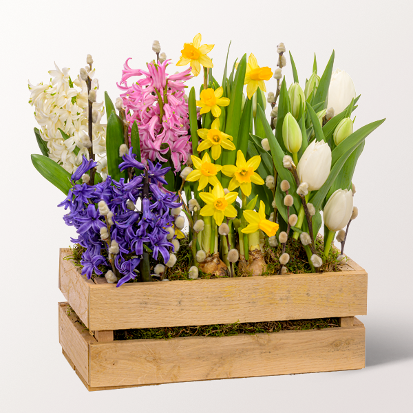 Colourful Mix in Wooden Box