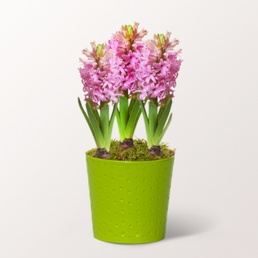 Spring Pot with Hyacinthes