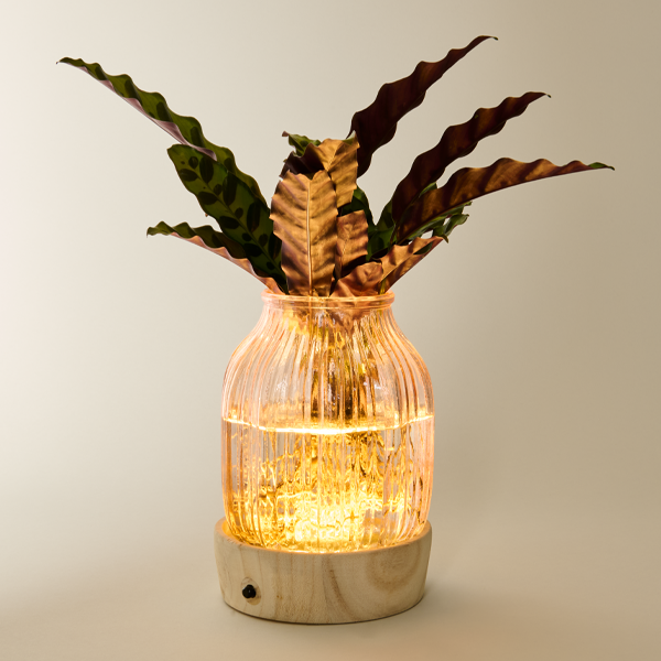 Waterplant Calathea mit LED-Licht