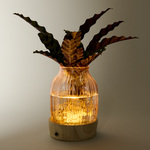 Waterplant Calathea mit LED-Licht