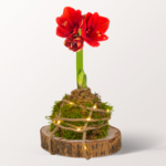 Rotes Amaryllis-Arrangement