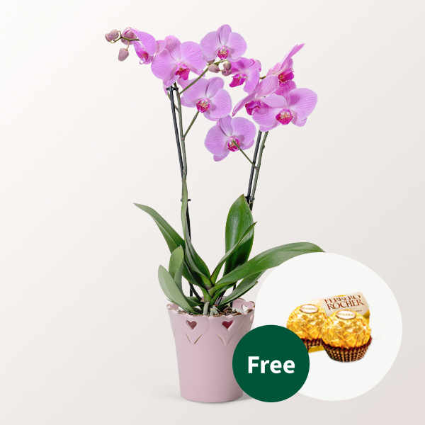 Light Pink Orchid in a Pot with 2 Ferrero Rocher