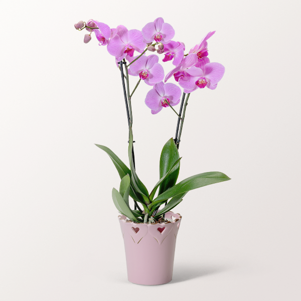 Light Pink Orchid in a Pot