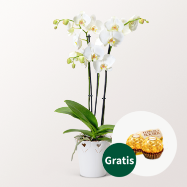 Weiße Orchidee im Topf mit 2 Ferrero Rocher