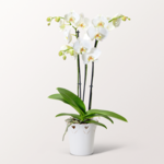 White Orchid in a Pot