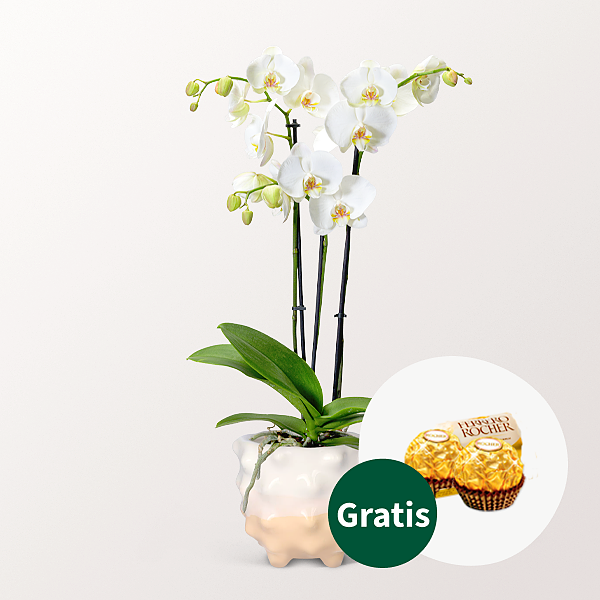 Weiße Orchidee im außergewöhnlichen Topf mit 2 Ferrero Rocher