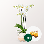 White Orchid in a extraordinary pot with 2 Ferrero Rocher