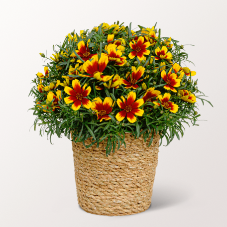 Coreopsis in a sea grass basket