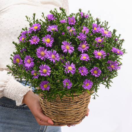 Kissen-Aster im Weidenkorb