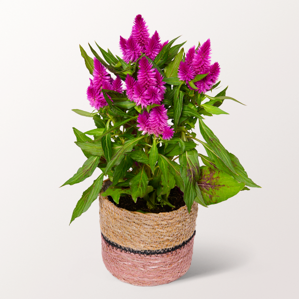 Lilac Celosia