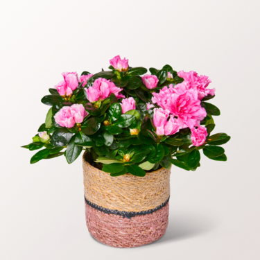 Azalea in a wicker basket