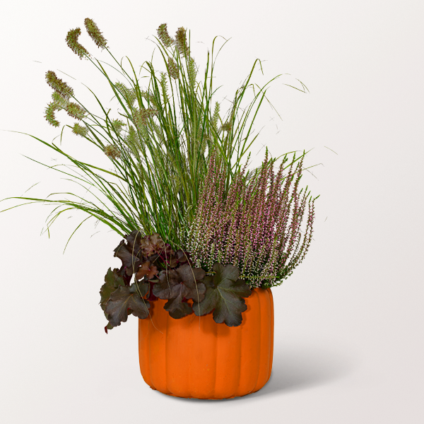 Autumn Arrangement in a Pumpkin Pot