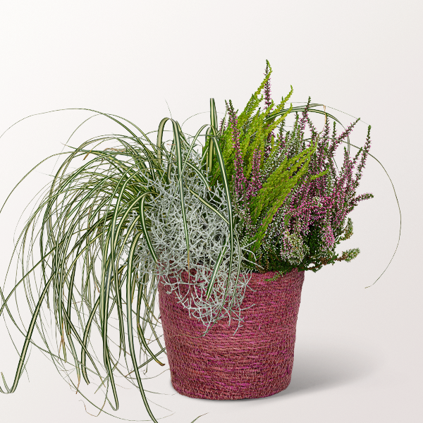 Autumnal Diversity in a See Grass Basket