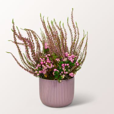 Flower Magic in a Lilac-Coloured Ceramic Pot