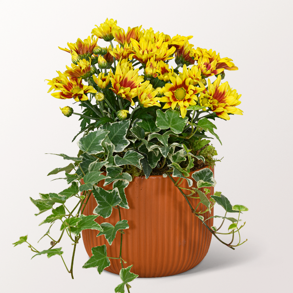 Colourful Autumn Ensemble in a Ceramic Pot