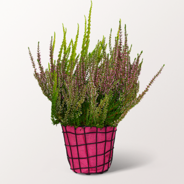 Colourful Heather Arrangement in Wire Basket