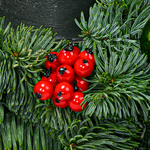 Wreath Green Santa (Ø 35 cm) with 3 Ferrero Giotto