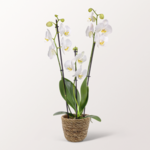 White Orchids in a wicker basket