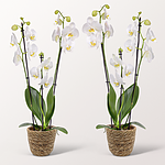 Weiße Orchideen im Weidenkorb mit 2 Ferrero Rocher