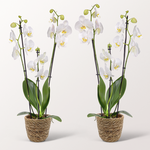 White Orchids in a wicker basket