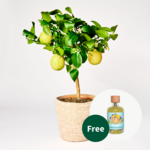 Lemon tree with Limoncello