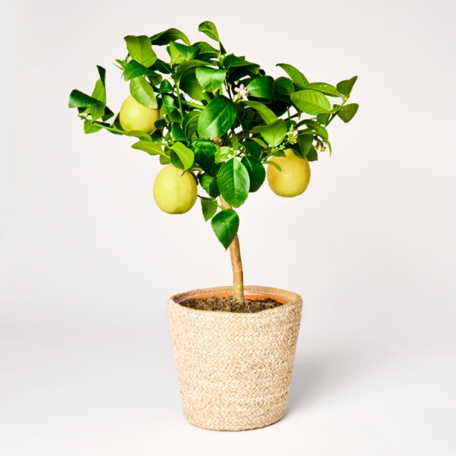 Lemon tree