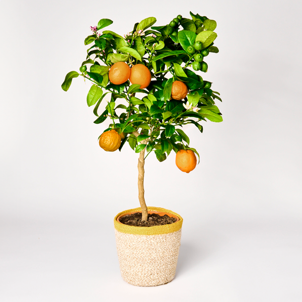 Orange tree