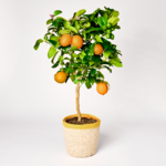 Orange tree