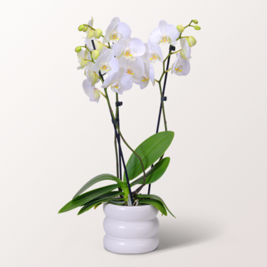 Weiße Orchidee im Bubbly-Topf