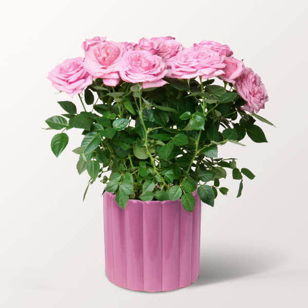 Light Pink Rose in a ceramic pot