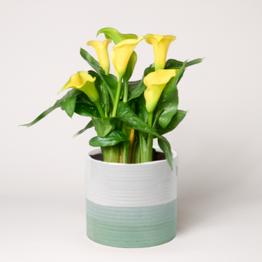 Yellow Calla in a Pot