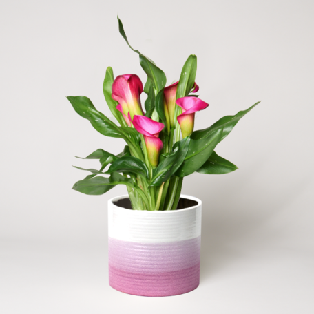 Pink Calla in a Pot