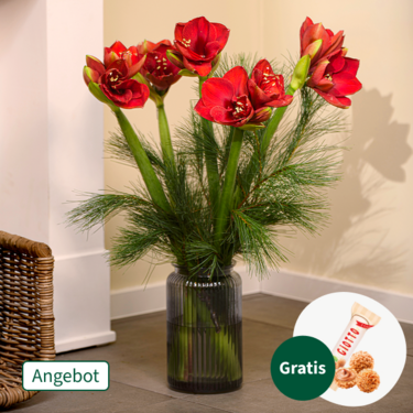 Amaryllis im Bund mit Ferrero Giotto 3er