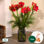 Amaryllis in a bunch with 3 Ferrero Giotto