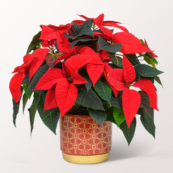 Red Poinsettia in a ceramic pot