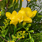 Blumenstrauß Süßer Traum mit Vase & 2 Ferrero Rocher