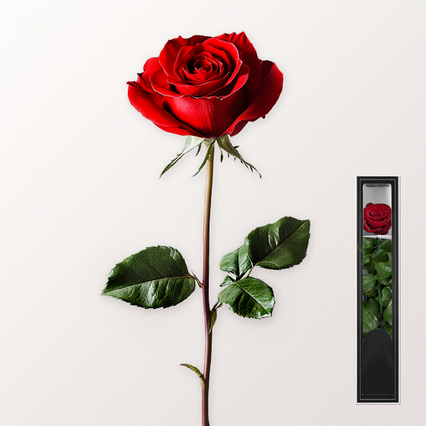 Red, long-lasting Rose with Stem