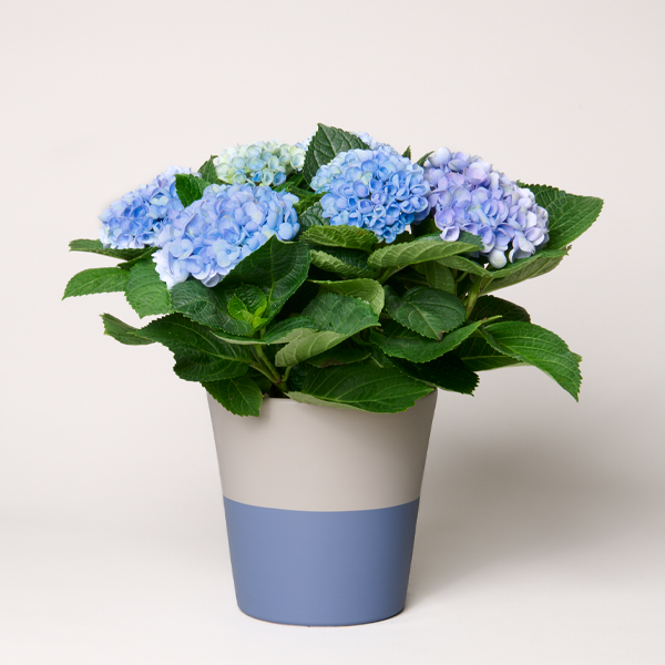 Blaue Hortensie Macrophylla