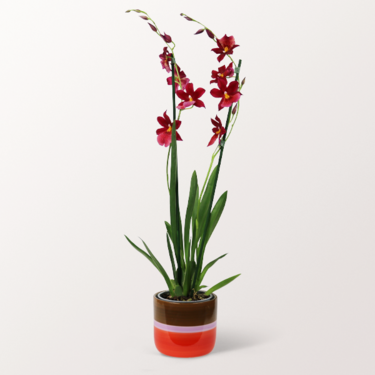 Scented Orchid in a Ceramic Pot