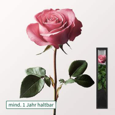 Pinke, haltbare Rose mit Stiel