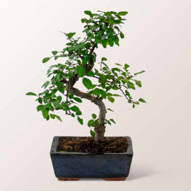 Glücks-Bonsai Zelkova