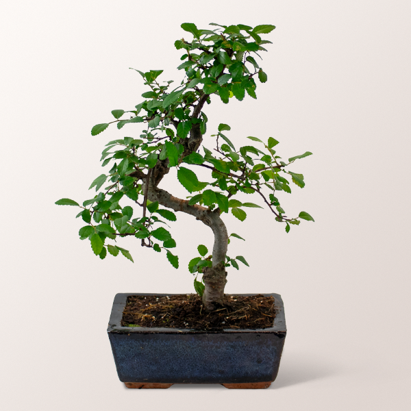 Lucky Bamboo Zelkova