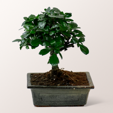 Glücks-Bonsai Carmona