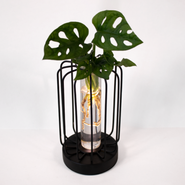 Water Plant Monstera in round metal vessel